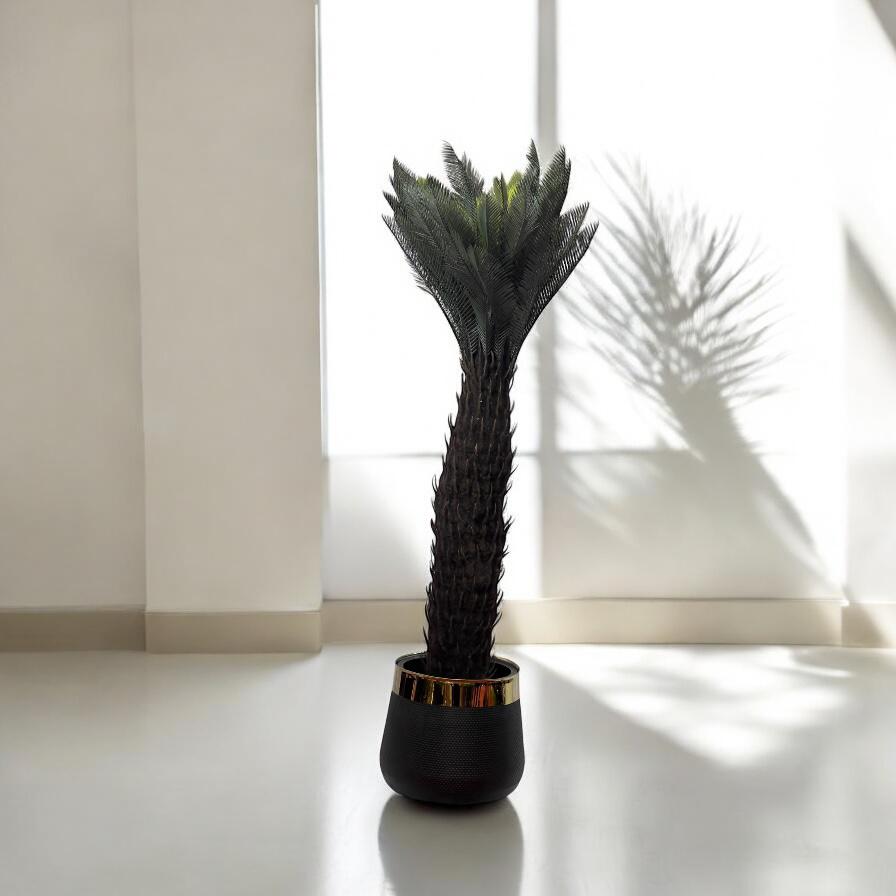 Palm Plant