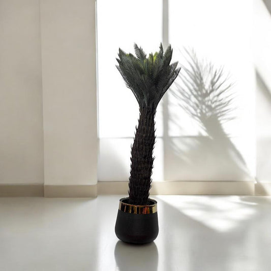 Palm Plant